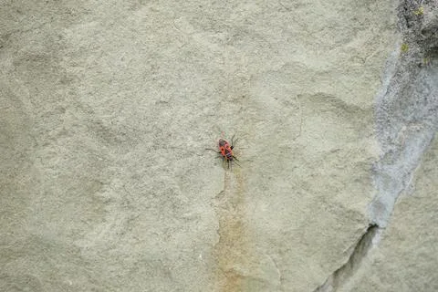 Small red beetle on the stone. Close-up. Insect. Stock Photos