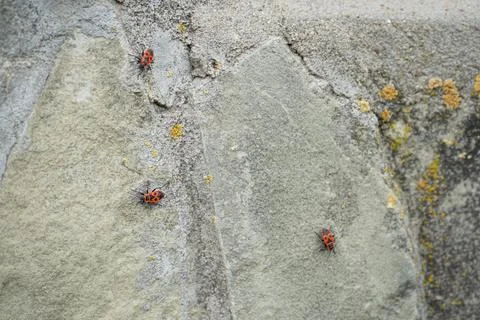 Small red beetles on the stone. Close-up. Insect... Small red beetles on the  Stock-Fotos