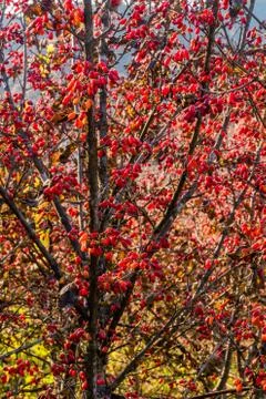 Small red berries on branches of tree. Stock Photos