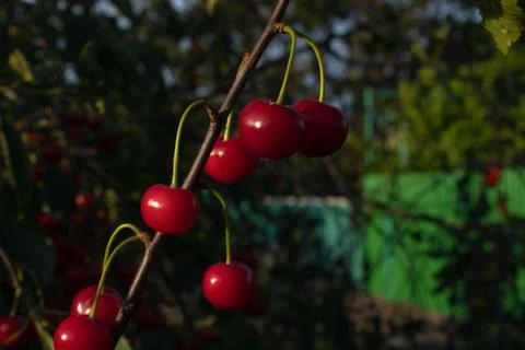 Small red berries of a cherry hang in a large summer garden on a thin gray br Stock Photos
