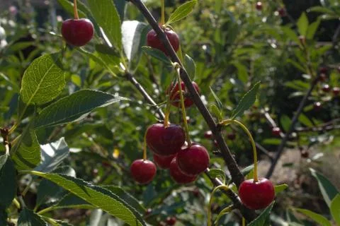 Small red berries of a cherry on a thin brown branch with green leaves in the Stock Photos