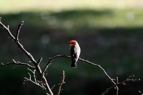 Small red bird in the forest Foto stock