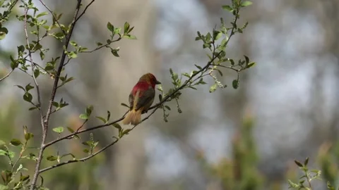 Small red bird perched on a swaying branch looking around in nature Stock Footage 325698221
