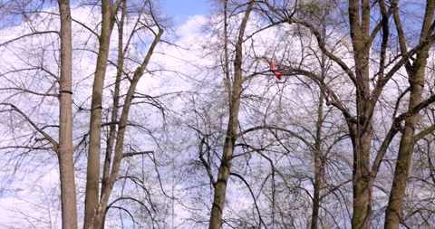 Small red blue styrofoam airplane toy flying crashing on a tree and falling down Stock Footage 240134872
