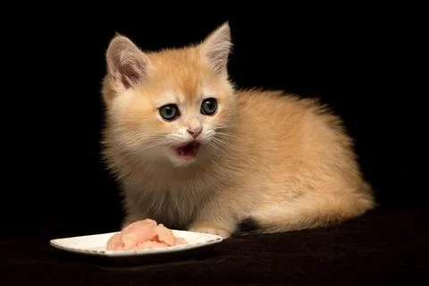 A small red British kitten eats meat Stock Photos