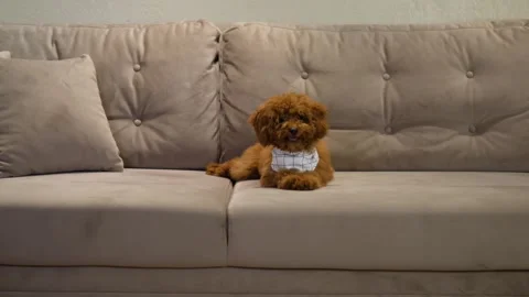 A small red-brown Toy Poodle sits dressed in the center of the couch and licks Stock Footage 263728081