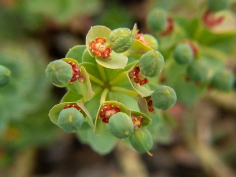 Small red buds on a flower Foto stock