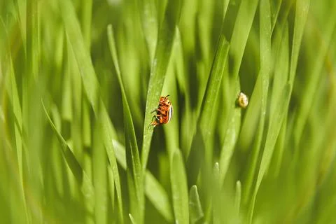 Small red bug crawling on bright green grass blade with wildlife Stock Photos