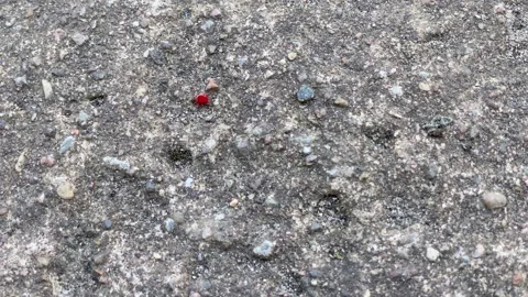 A small red bug crawls on a gray stone slab Stock Footage 221096891