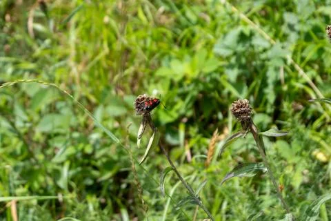 A small red bug is currently sitting on a green plant amidst the grass Stock Photos