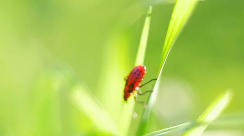 Small red bug Stock Footage 53645809