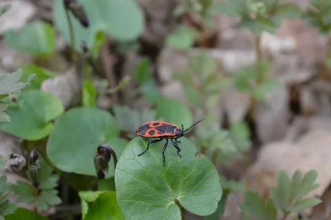 Small Red Bug On A Green Leaf Stock Photos