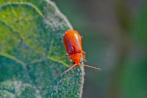 A small red bug is on a leaf Stock Photos
