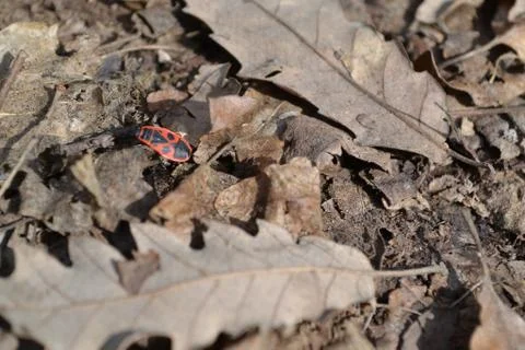 Small Red Bug In A Patch Of Parched Leafs  Stock Photos