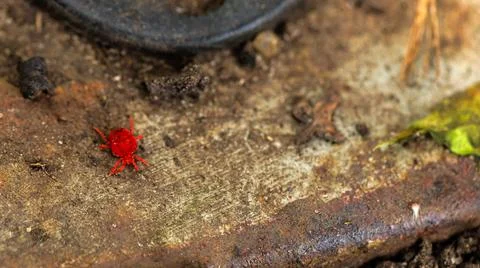 A small red bug is perched on top of a weathered piece of metal Stock Photos