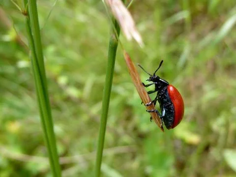 Small red bug Stock Photos