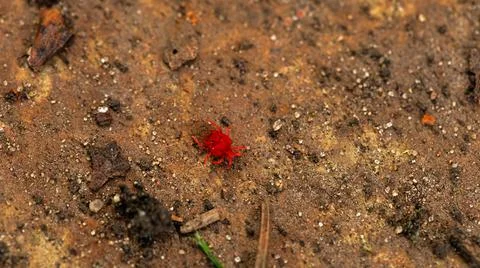 A small red bug on soil, surrounded by plants and flowers Stock Photos