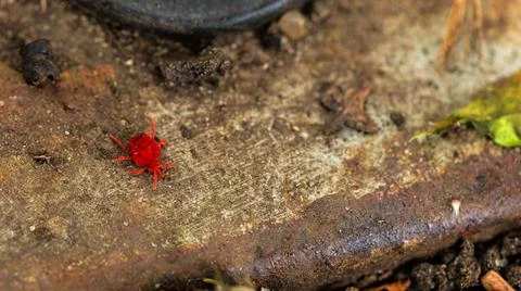 A small red bug on a weathered surface, surrounded by nature elements Stock Photos