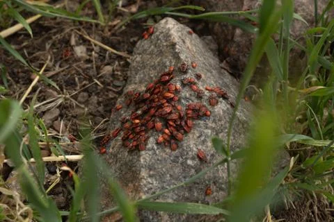 Small red bugs basking on a gray stone in summer sunny weather among a green Stock Photos
