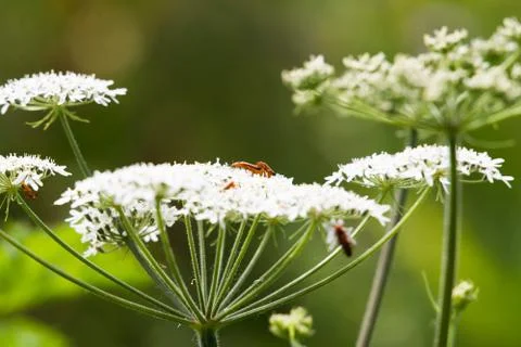 Small red bugs mating on wild white flower Stock Photos