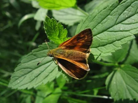 Small red butterfly on leaf Stock Photos