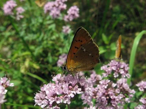 Small red butterfly Stock Photos