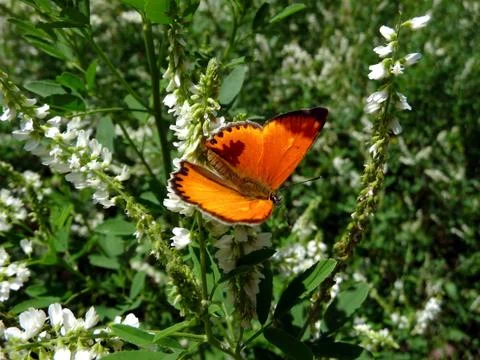 Small red butterfly Foto stock