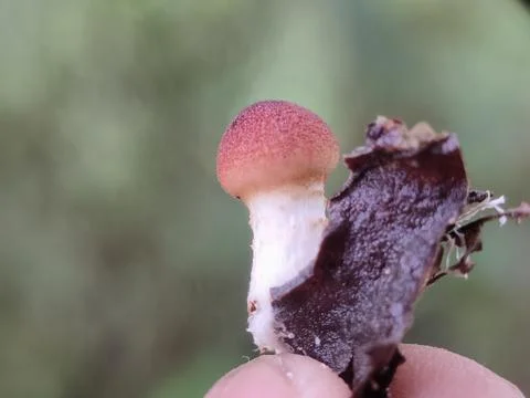 Small red cap mushroom on leaf. 스톡 사진