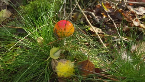 Small red capped mushroom behind grass and brown leafs. Stock Footage 217596023