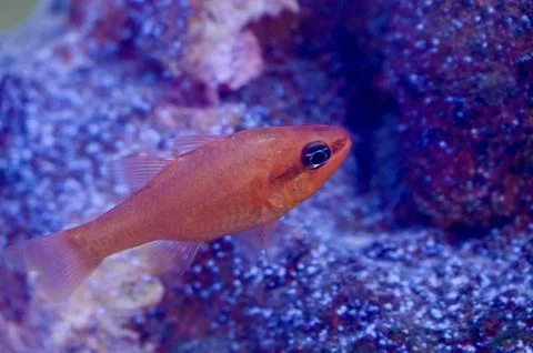 Small Red Cardinalfish Swimming Over Sandy Bottom in Aquarium Stock Photos