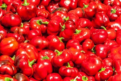 Small red cheese pepper Stock Photos