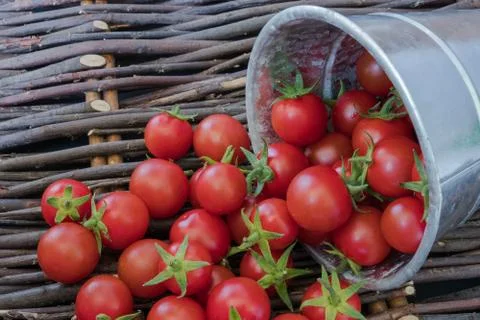 Small red cherry tomatoes are poured from an iron bucket onto an old wooden w Stock Photos