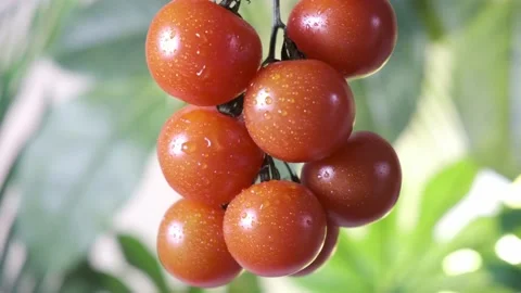 Small red cherry tomatoes. Video stock 238765962