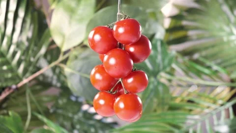 Small red cherry tomatoes. Video stock 238766287
