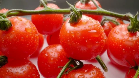 Small red cherry tomatoes on a gray table wide macro shot Stock Footage 113420216
