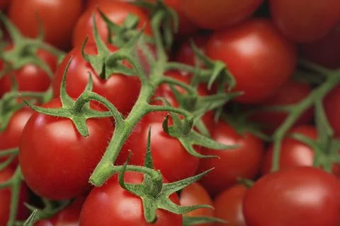 Small red cherry tomatoes with green leaves vines, closeup detail, Liptovsky Stock Photos