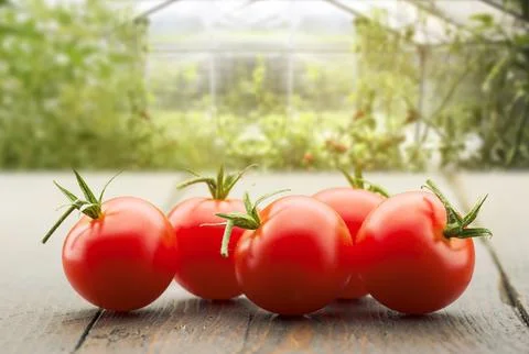 Small red cherry tomatoes. Fotos de archivo