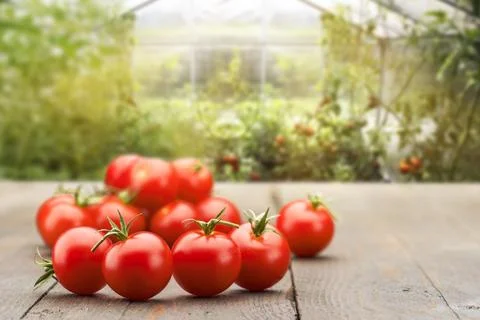 Small red cherry tomatoes. Stock Photos
