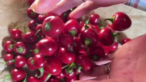 Small red chillies dropped in slow motion Video stock 220740313