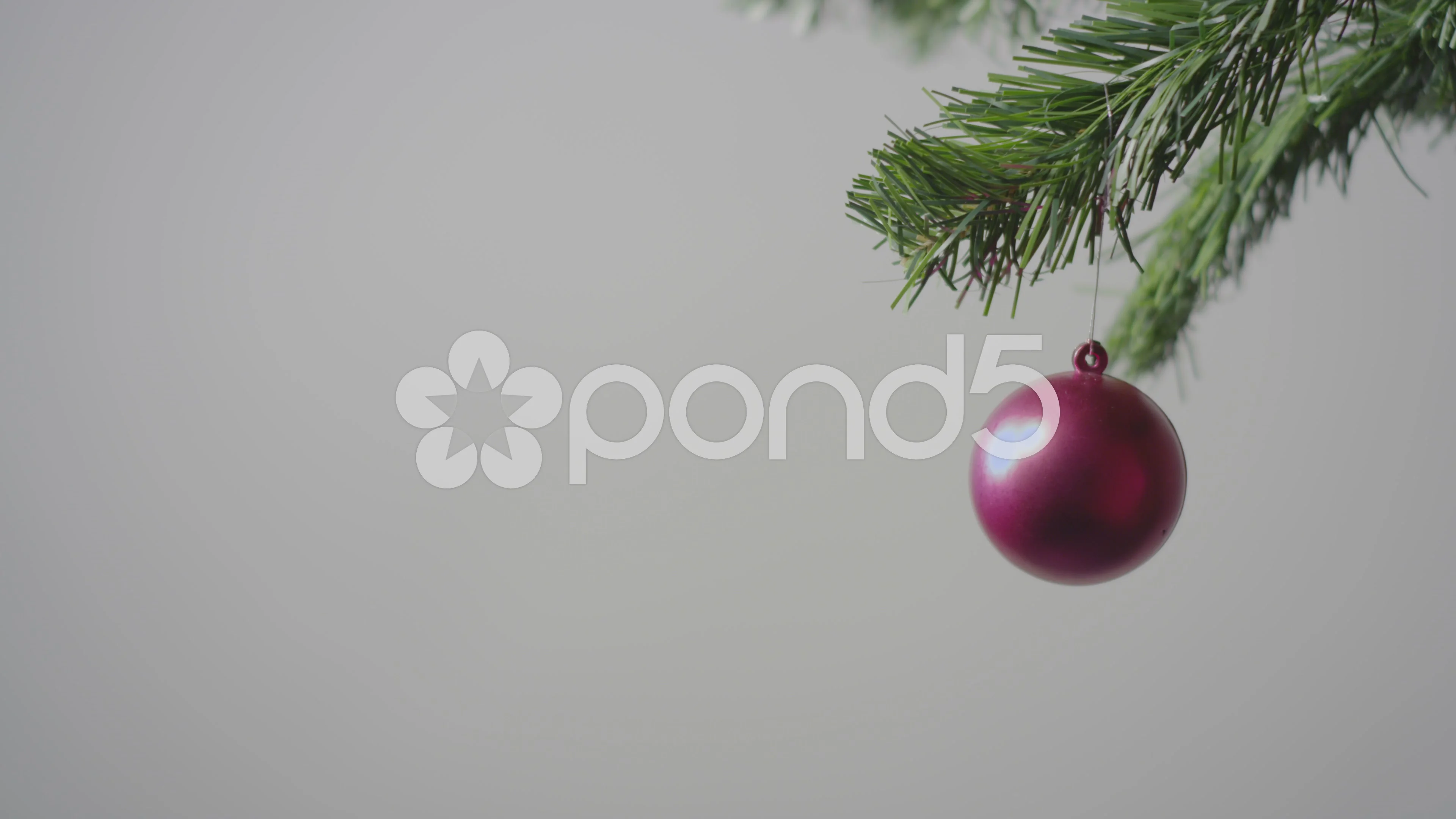 Small Red Christmas Ball On The Tree Branch Clip 55970822 Small Red Christmas Ball On The Tree Branch Clip 55970822