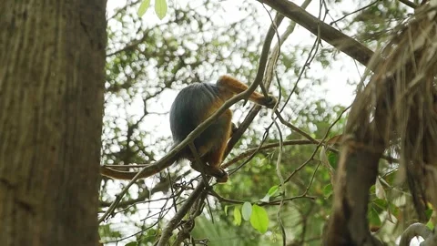 A small red colobus monkey sitting in a tree while peeing down the Stock Footage 244647194