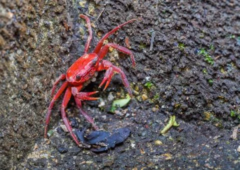 A small red crab is hatching in the crab shell Stock Photos