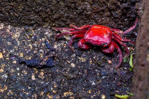 A small red crab is hatching in the crab shell Stock-Fotos