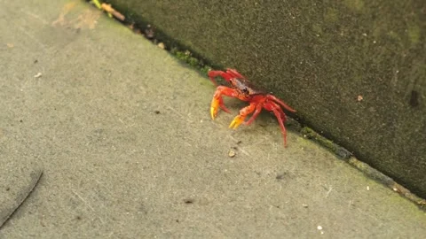 Small red crab moves along mossy stone wall surface Stock Footage 337175880