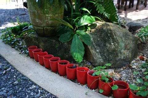 Small red cup prepared for tree planting in green backyard garden Stock Photos