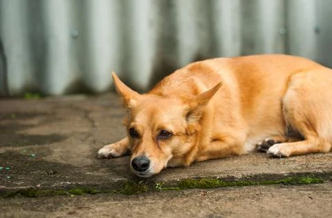 A small red dog happily eats the bone found. The animal lies on the fresh gre Фото