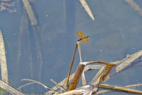 Small red dragonfly Foto stock