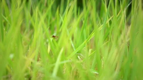 Small Red Dragonfly Resting on Green Rice Stalks in a Sunny Paddy Field Stock Footage 342019823