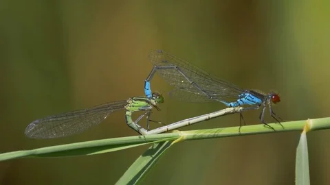 Small red-eyed damselfly (Erythromma viridulum) mating Vídeo Stock 79605322