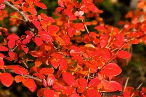 Small Red Fall Leaves Stock Photos